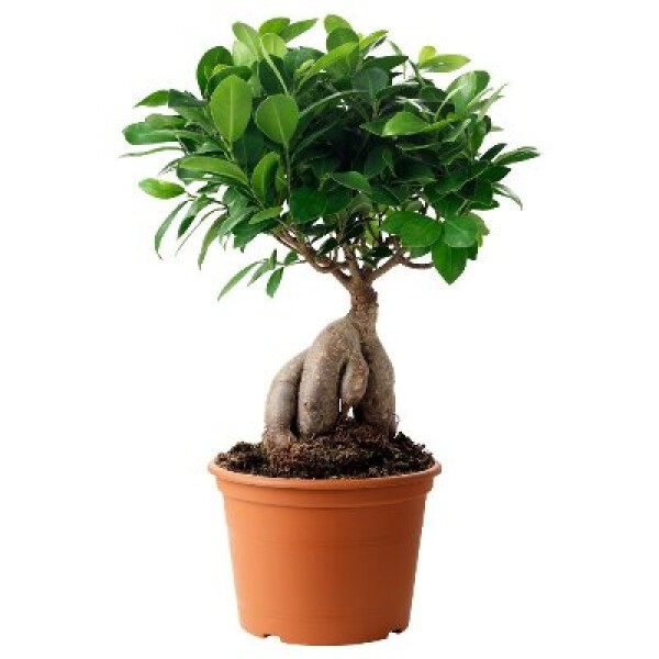 pg-ficus-bonsai-800×800