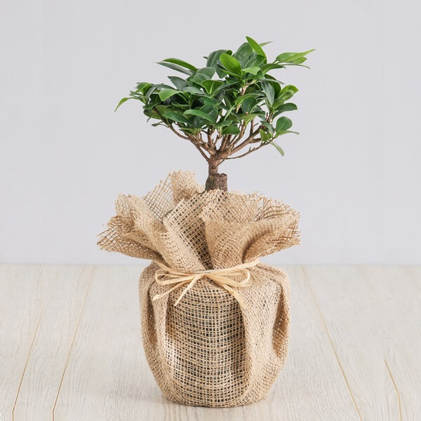 Exotic Ficus Ginseng Plant